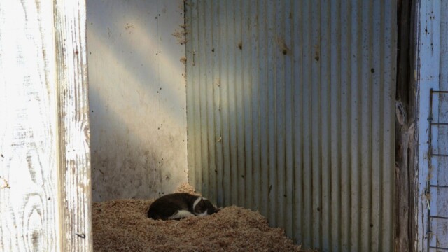 A few cats are employed at Harley Farms, with the task of pest control and greeting guests. This one, however, seems to be sleeping on the job. Photo credit: Julia Goldman