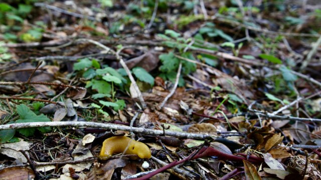 Abundant in the redwoods, this banana slug is feasting on a manzanita blossom. Though they may be one of the slowest animals on earth, the banana slug's slime provides them the ability to glide across the forest floor. Photo credit: Julia Goldman