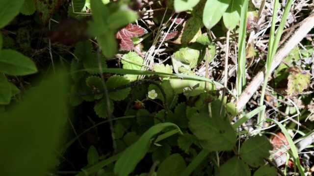 A careful look into the scattered forest floor may reveal treasure, like wild strawberries. Photo credit: Julia Goldman