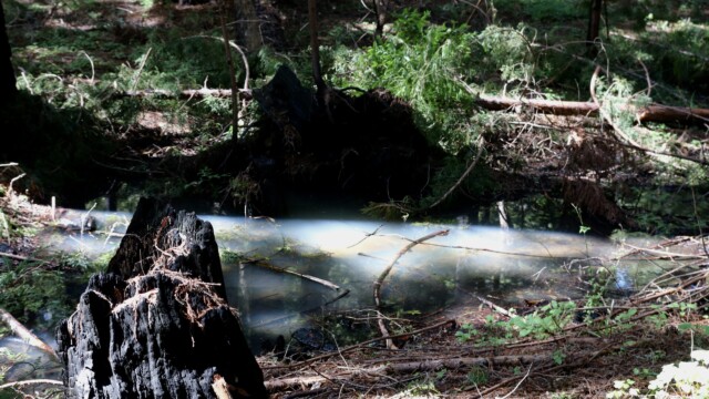 Between the towering redwoods and lush forest floor, little pockets of oak wetlands can be found in Butano State Park. All throughout though, charred redwood remnants remain from the 2020 CZU fire. Photo credit: Julia Goldman