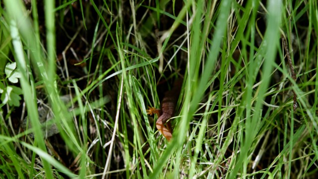 As a natural predator to the worms, slugs and crickets, the California Newt can be found commonly along the coast from their December to May reproduction season. The orange coloration of the semiaquatic salamander warns their extreme toxicity to predators, which is said to be hundreds of times more toxic than cyanide. Photo credit: Julia Goldman