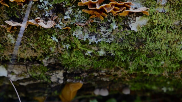 The underside of a log in the Butano Forest hosts an entire micro environment of lichen, false turkey tail mushrooms and banana slugs. False turkey tail mushrooms, as opposed to "true" turkey tail mushrooms, are inedible and have a smooth, gill-like underside.