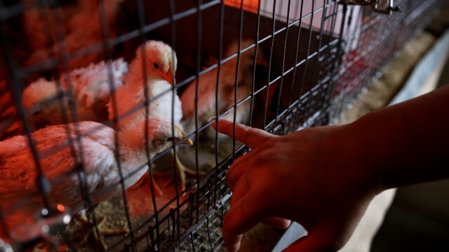 Since 1911, Half Moon Bay Feed and Fuel has provided feed, livestock husbandry supplies and live poultry to San Mateo County. These Blue Plymouth Tint and Delaware chicks are sold and known for their large brown eggs and excellent egging laying capabilities. Photo credit: Julia Goldman