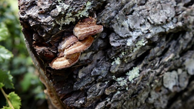Wedged in-between this tree bark is a baby conk fungi. Conks are a parasitic and saprophytic species that rots and breaks down wood, and can be identified by their interconnected, horizontal rows. Photo credit: Julia Goldman