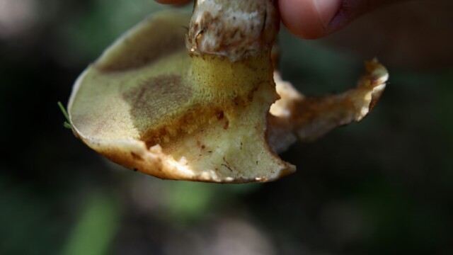 This mushroom, commonly known as a "slippery jack" is edible and typically dried for consumption, as their characteristic slime can be unpleasant. However, this slippery jack's chewed condition evidences that some forest creature paid no mind to the slime.