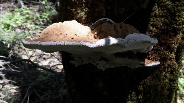 Growing at the base of a tree, this large Artist Bracket fungi is named from its unique use in artistry - the underside of the mushrooms pores holds a darker tissue when cut into, which can be used as a pigment in art. Though the Artist's Bracket is not edible in its raw form, the mycelium is used in certain cooked dishes, and has had a very long history of being used in Chinese medicine. Photo credit: Julia Goldman