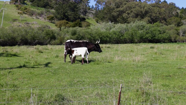 One stretch of farmland at Harley Farms holds free roaming cattle, like this mother and calf. Photo credit: Julia Goldman