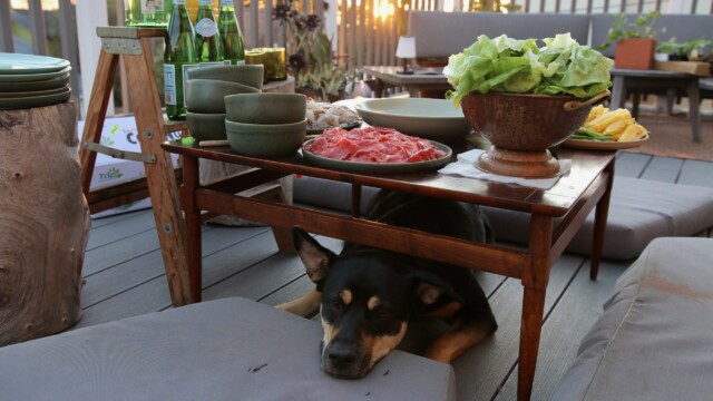Lyla, as pictured, waits patiently for the meal to begin - with hopes to receive a scrap, or two, along the way. Photo credit: Julia Goldman