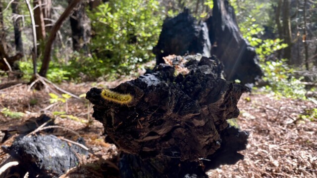 On the tip of a charred log lays a caterpillar, warning predators away with its heavily pigmented, yellow fuzzies. Photo credit: Julia Goldman